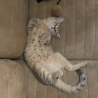 nisanurayar profil fotoğrafı