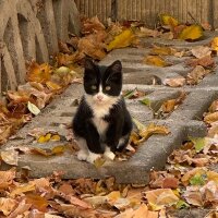 sumeyyecelep profil fotoğrafı