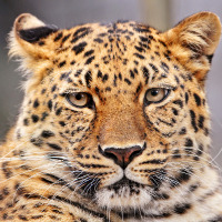 aslan100 profil fotoğrafı