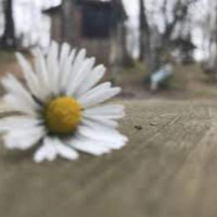 suleymanbayazit profil fotoğrafı
