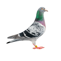 fatihifsat profil fotoğrafı