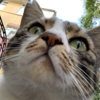 sarapayasli profil fotoğrafı