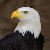 kartalajans profil fotoğrafı