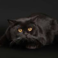 furkancildag profil fotoğrafı