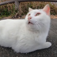 janpolatalkan profil fotoğrafı