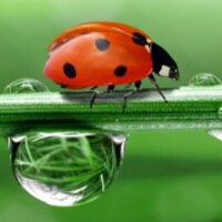 scienceforworld profil fotoğrafı