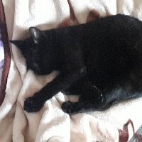 karameo profil fotoğrafı