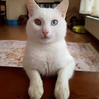 sedasel profil fotoğrafı
