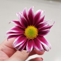 arzu1 profil fotoğrafı