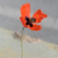 yumiyum profil fotoğrafı