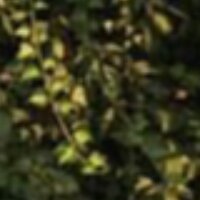 zeynepdemifci profil fotoğrafı