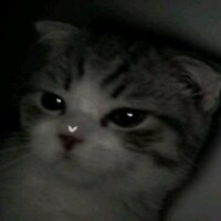 py2krnl profil fotoğrafı