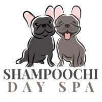 shampoochidayspa profil fotoğrafı