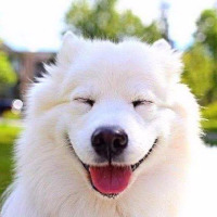 salihabi profil fotoğrafı