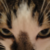 simerd profil fotoğrafı