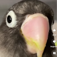nusret1 profil fotoğrafı