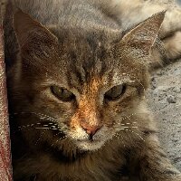 shimaa profil fotoğrafı