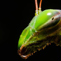 savassener profil fotoğrafı