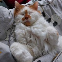 jengaizm profil fotoğrafı