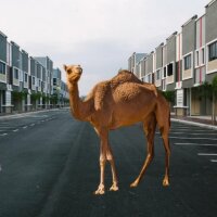 sadigumusbas profil fotoğrafı