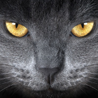 dgnizmir profil fotoğrafı