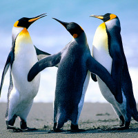 hakanmemis profil fotoğrafı