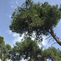 gulcinn profil fotoğrafı