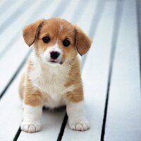 markopashaa profil fotoğrafı