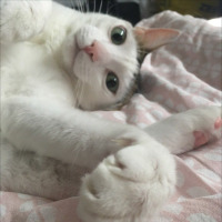 gulhansa profil fotoğrafı