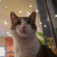 sematz profil fotoğrafı