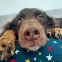 tansuulu profil fotoğrafı
