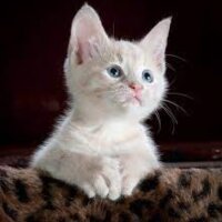 redkoba profil fotoğrafı