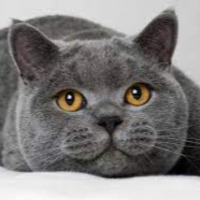 esmakesci profil fotoğrafı