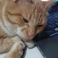 hayvansever profil fotoğrafı
