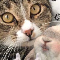 minevndk profil fotoğrafı