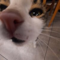 sercancosar profil fotoğrafı