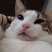tahah profil fotoğrafı