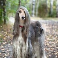 islakfanle profil fotoğrafı