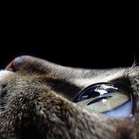 mezevolta profil fotoğrafı