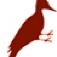 simurg profil fotoğrafı