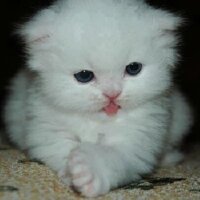 yasinilin profil fotoğrafı