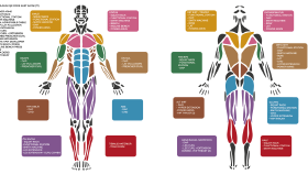 Gymholix İnfografik Tasarımı