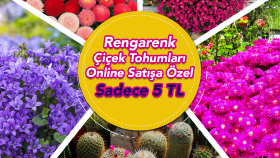 Tohum Cenneti Sosyal Medya Çalışmaları