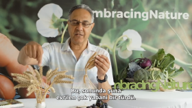 Ekmeğin tarihi