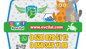 Evcilal Petshop Magnet Tasarımı