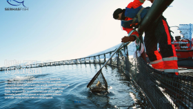 Serhasfish.com - %100 istenildiği gibi.