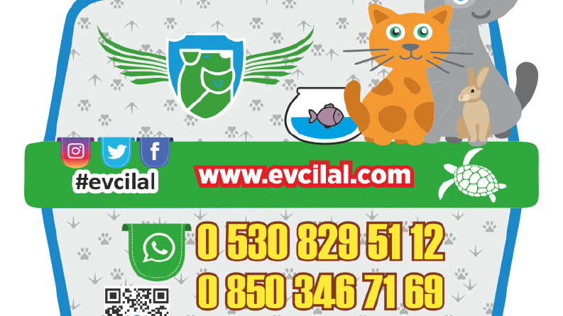 Evcilal Petshop Magnet Tasarımı