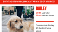 Afiş Tasarımı