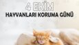 Sosyal Medya özel gün tasarımları