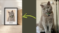 Fotoğrafınızı el çizimi pet portresine dönüştürüyorum
